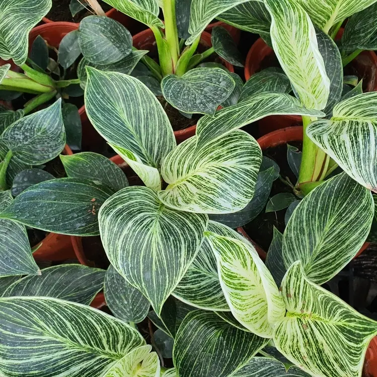 Filodendron White Veins P12/30cm