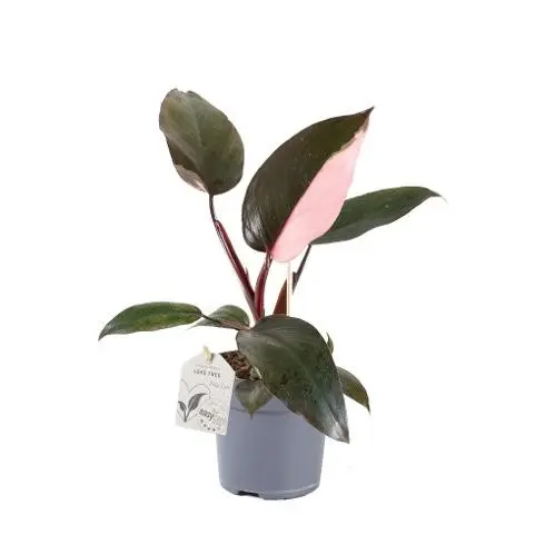 Filodendron 'Pink Princess' P12/30cm