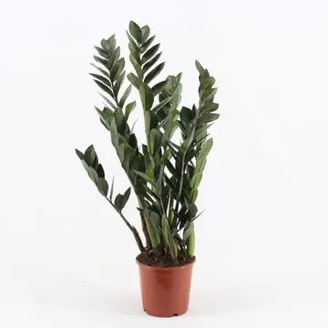 Sulgvõhk 'Pixie' P17/60cm