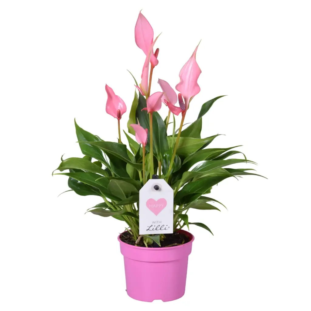 Flamingolill 'Lilli' P9/30cm