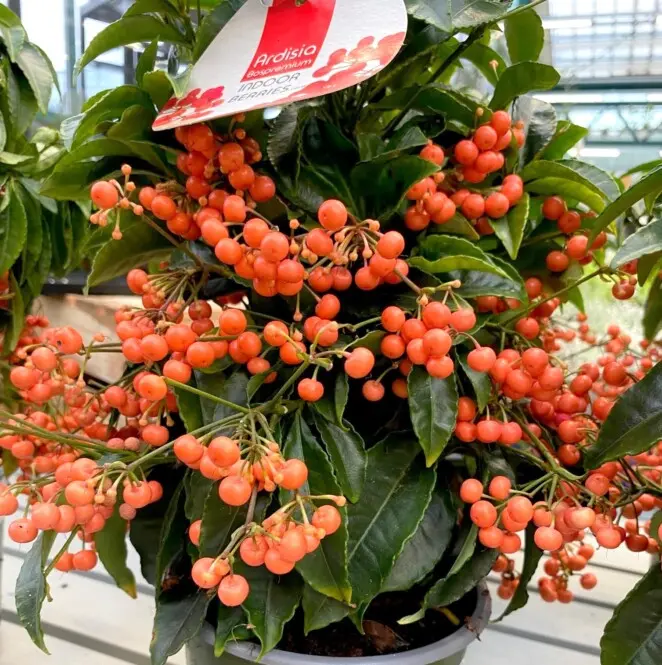Täkiline ardiisia 'Bos Premium' P14/35cm