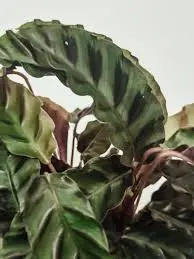 Vöötlehik Velvet Glory Ø14 40cm