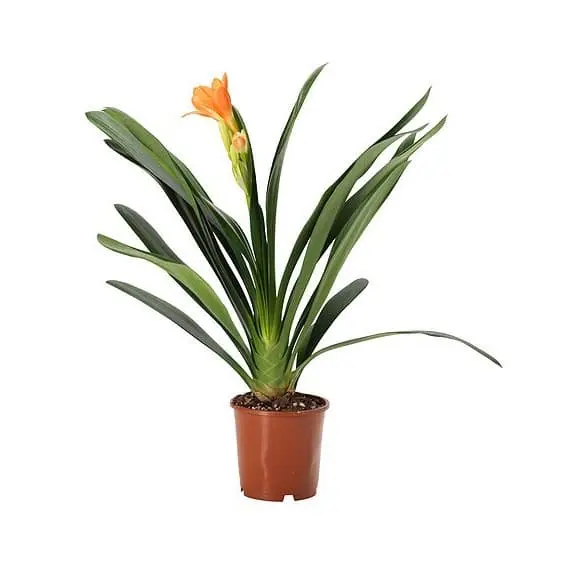 Kliivia Miniata P13/55cm