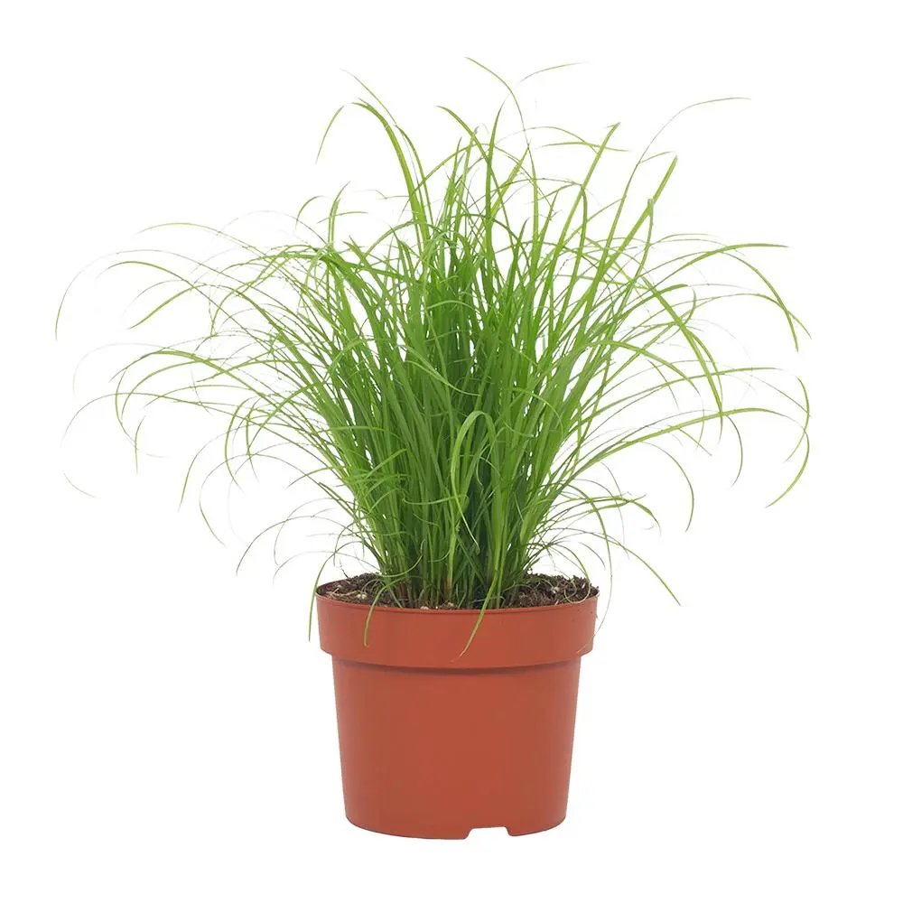 Vahelduvalehine lõikhein Zumula P12/30cm
