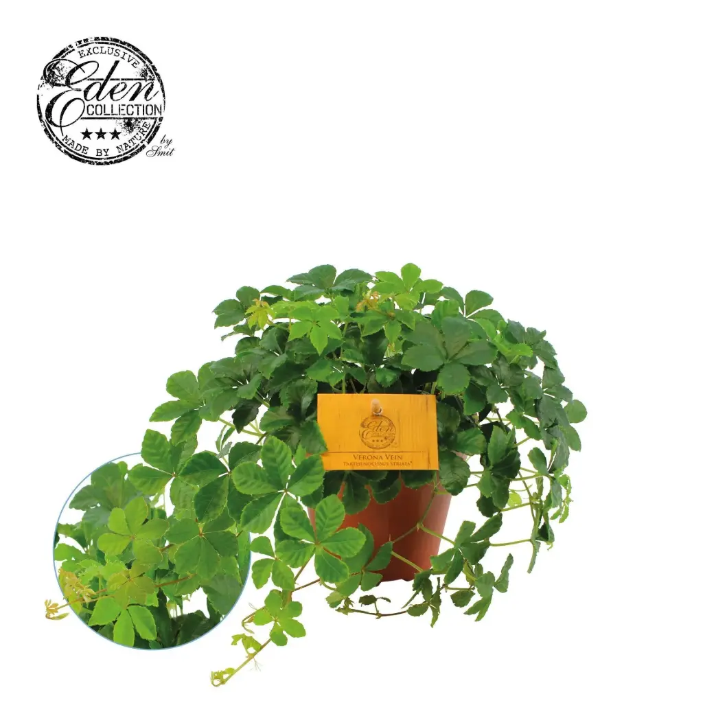 Lõuna-lõngtsissus 'Sugar Vine' P12/20cm