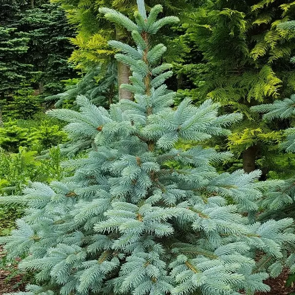 Torkav kuusk Super Blue  C7,5  80-100cm