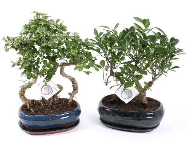 Bonsai seade 'Traditional' P25/45cm