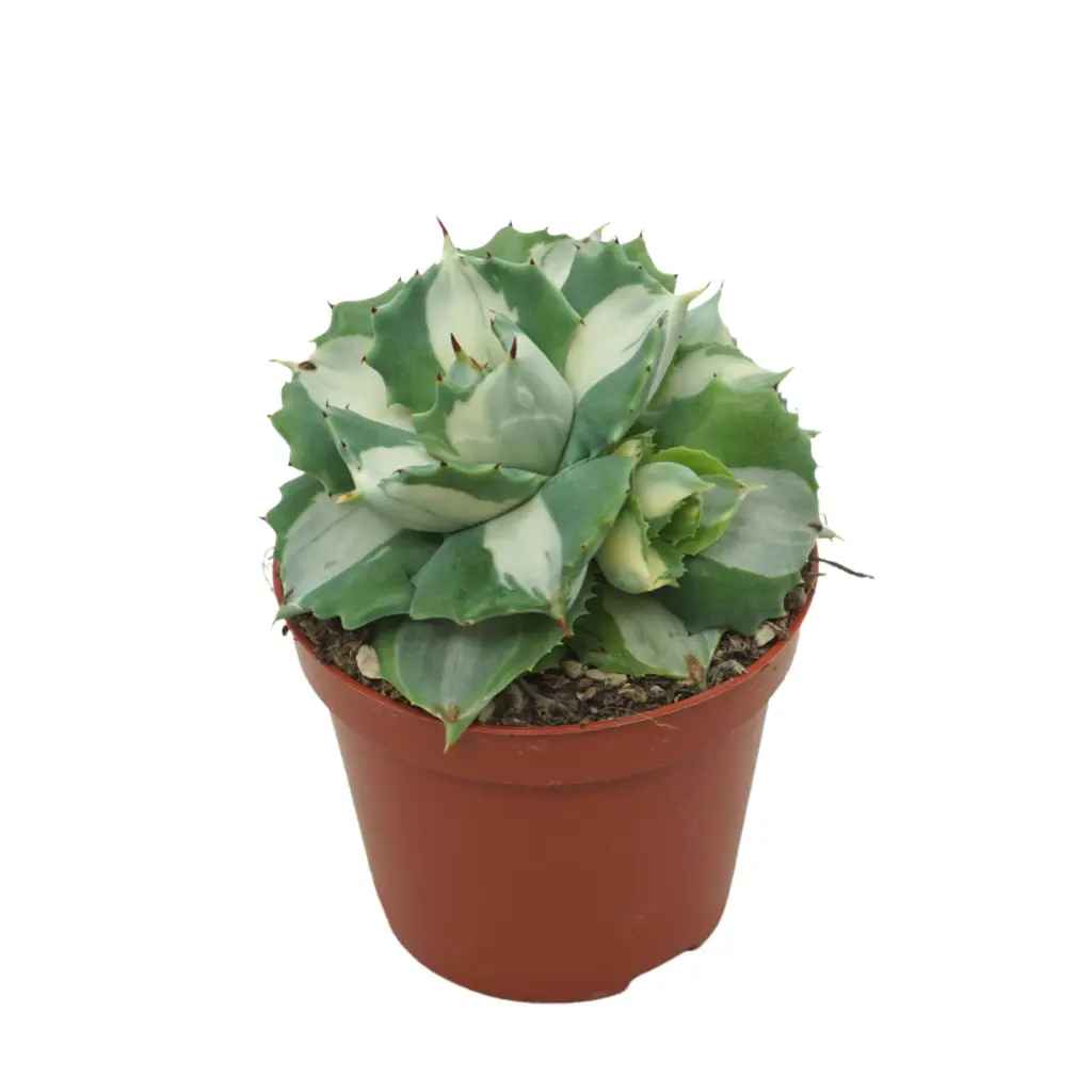 Meelisagaav Ouhi-Raijin variegata P8,5/15cm