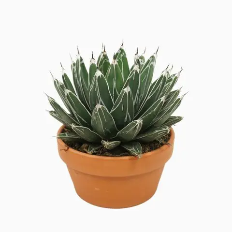 Viktooria agaav P20/24cm