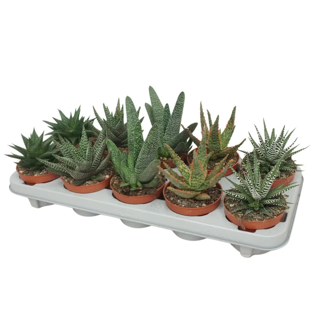 Aaloe mix P12/15cm