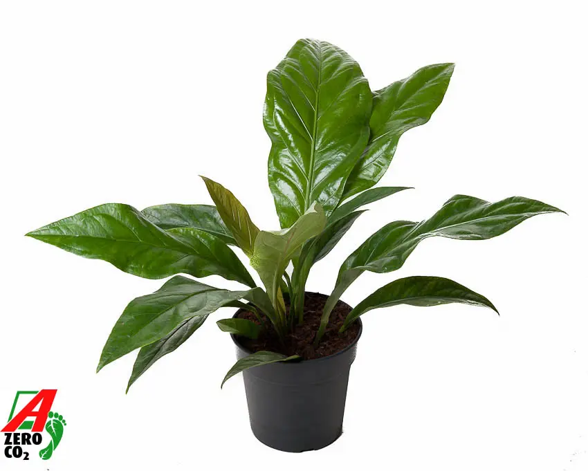 Flamingolill  Jungle Bush  P21/60cm