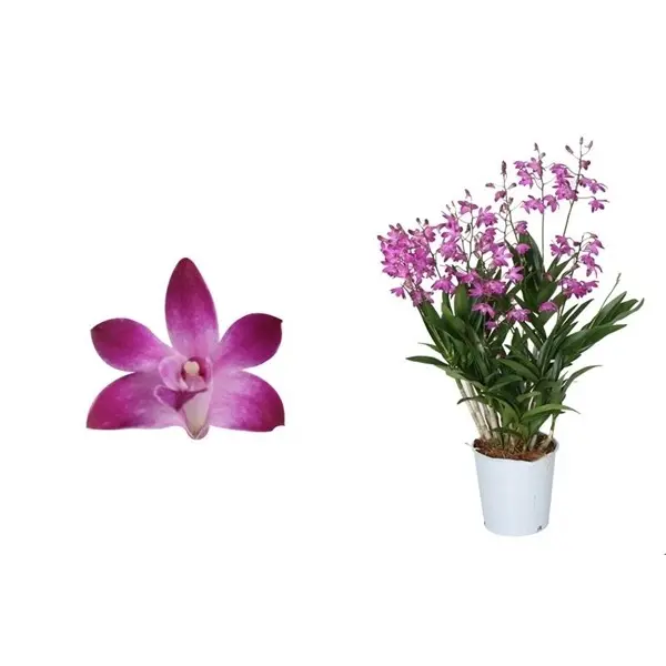Dendroobium (H. puuõis) Berry Oda 2v P12/40cm 