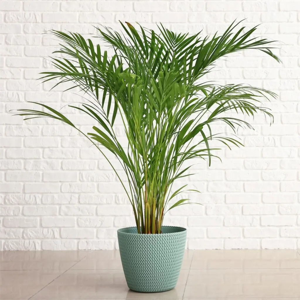 Kollakas kuldviljakpalm P19/85cm