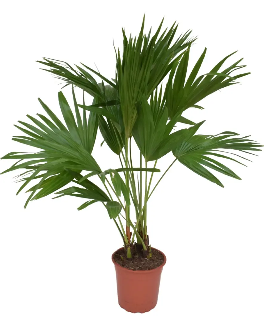 Ümaralehine lehvikpalm P21/100cm