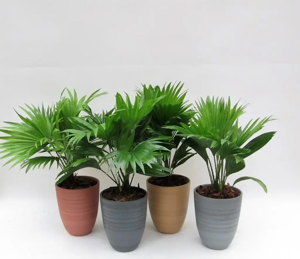 Ümaralehine lehvikpalm seades P12/35cm