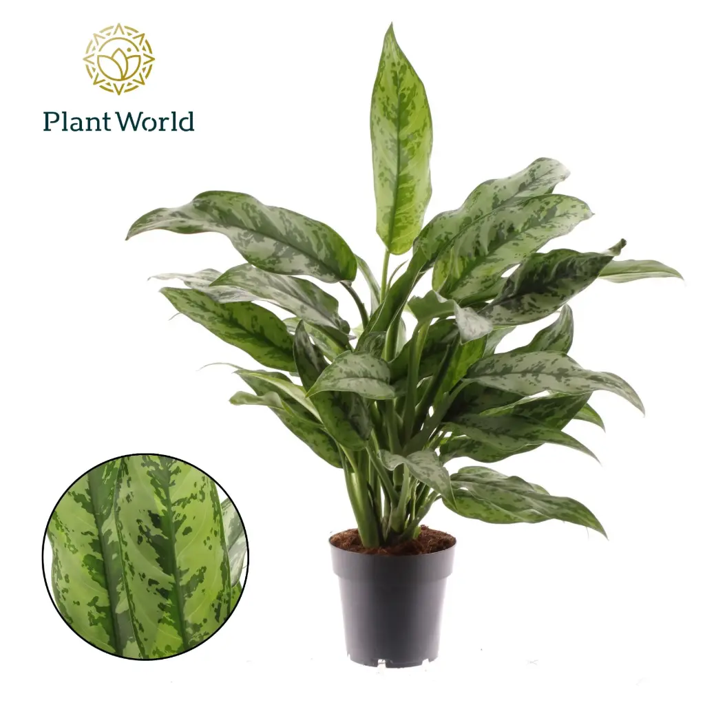 Aglaoneema Romeo P14/ 50cm