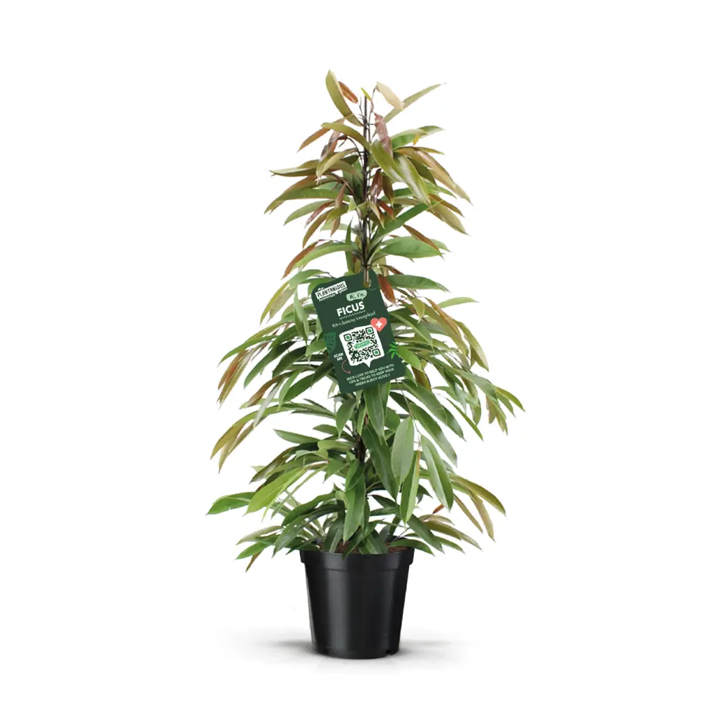 Ahtalehine viigipuu 'Amstel King' P21/105cm