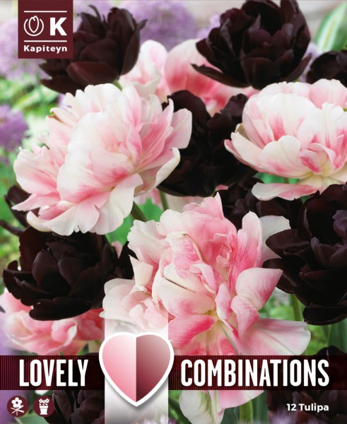 Tulp 'Duopack black & pink' 12tk 11/12
