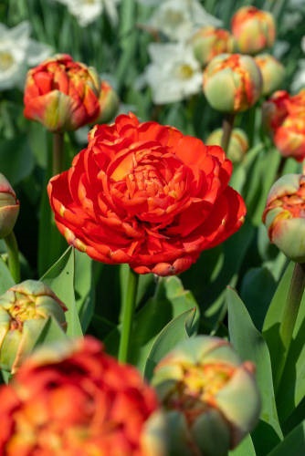 Tulp 'Miranda' 6tk 11/12 