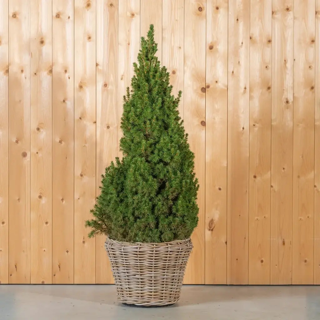 Kanada kuusk 'Conica' C10 80-100cm