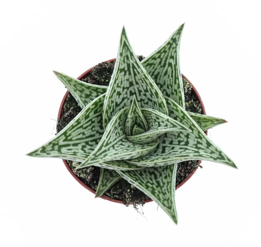 Aaloe 'Tribal' 8,5cm 