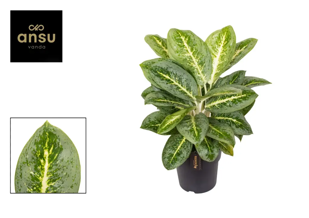 Aglaoneema Lemon mint Ø12cm  