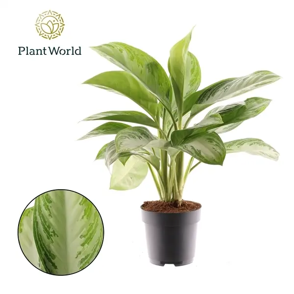 Aglaoneema Silver Bay P17cm/60cm 3pp