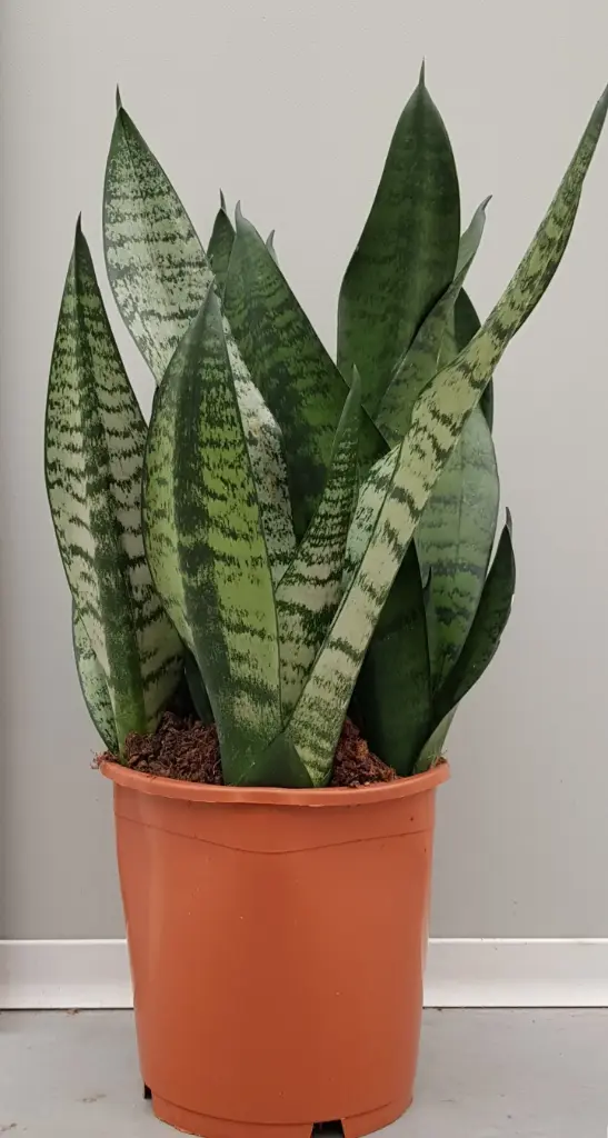 Kolmevöödiline havisaba 'Hahnii Golden' Ø9cm