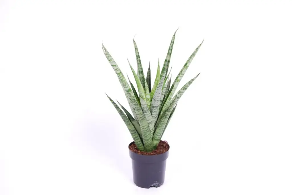 Havisaba Pineapple 10.5Ø 25cm