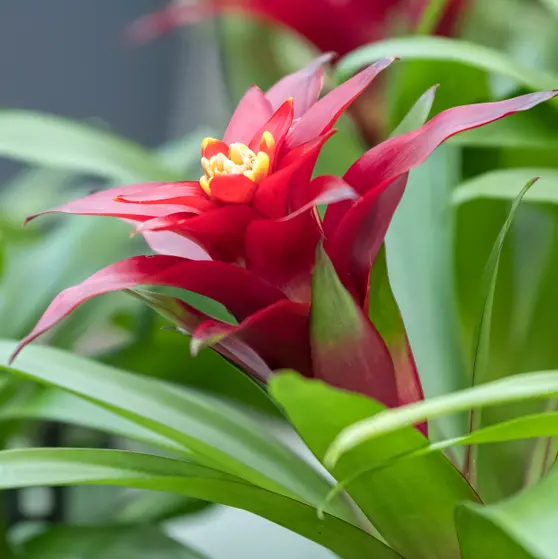 Bromeelia Vriesea P9cm
