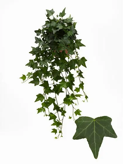 Luuderohi  Elja P19cm 