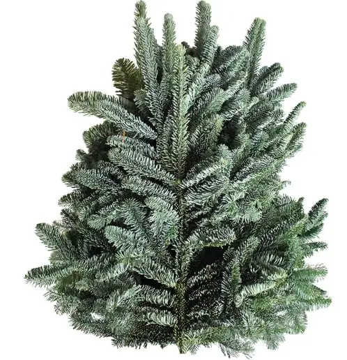 Nuluoks  M