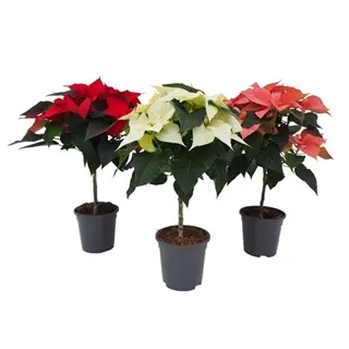 Jõulutäht tüvel valik P17/60cm