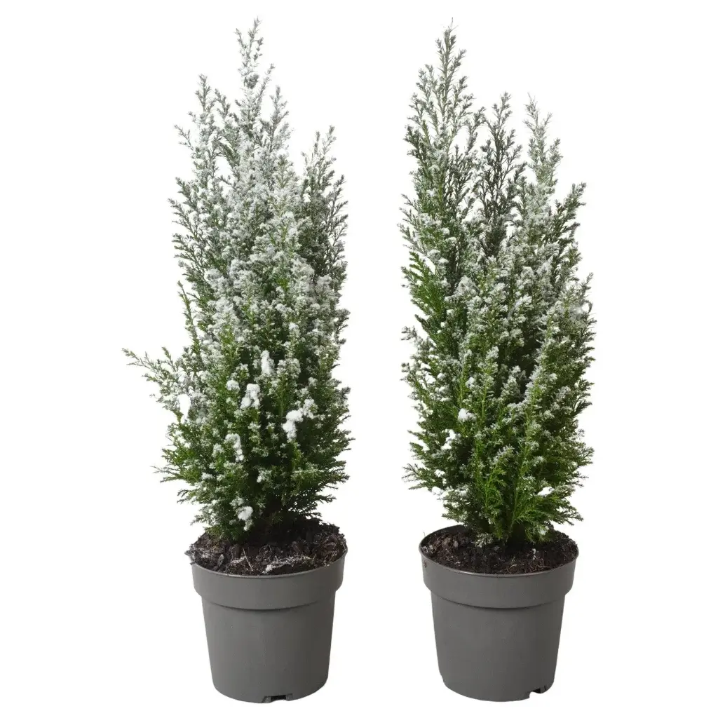 Ebaküpress Ellwoodii lumine P13/50cm 