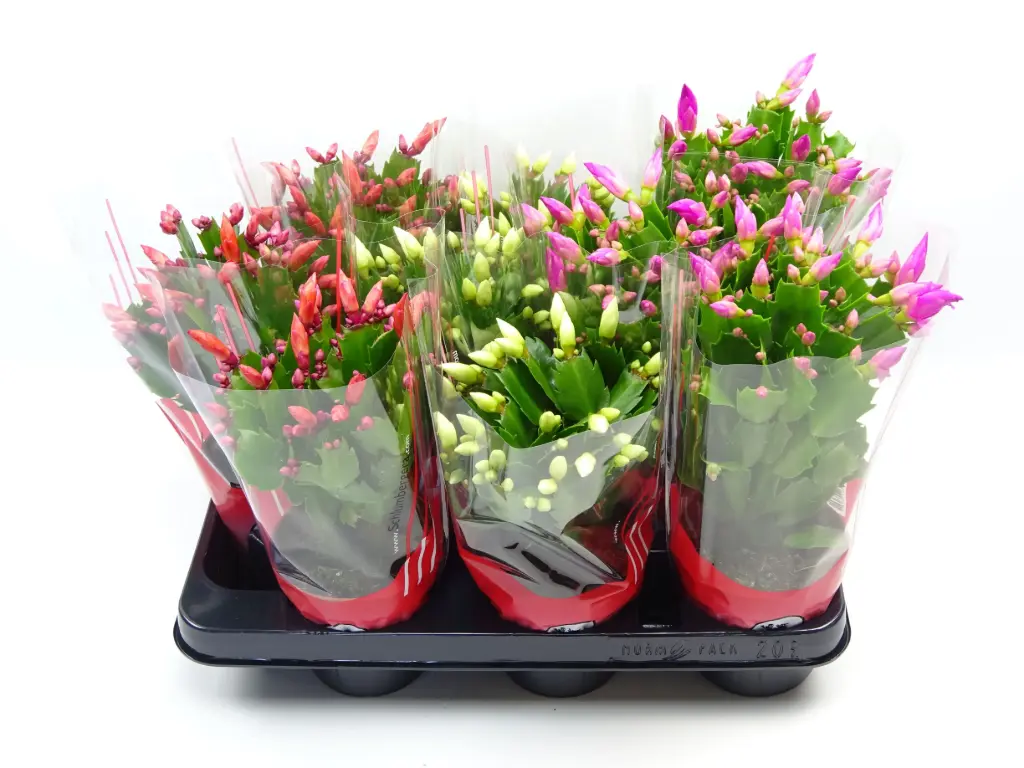 Jõulukaktus valik P10,5/30cm 