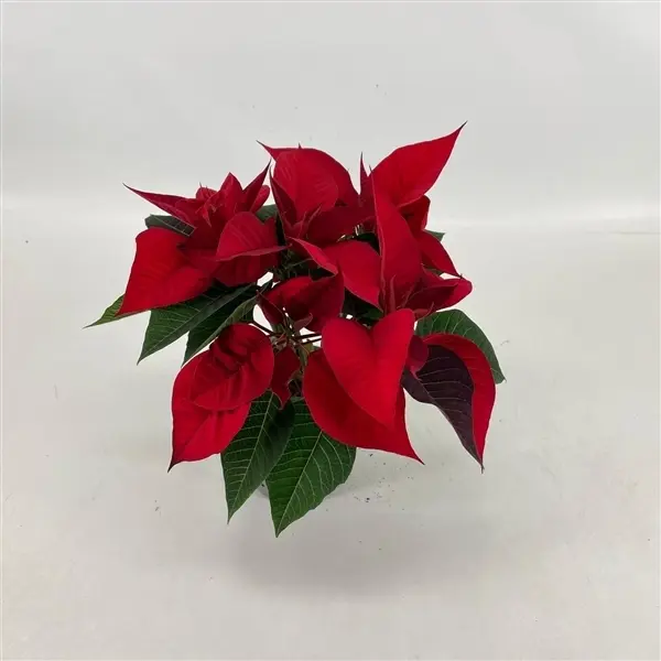 Jõulutäht Christmas Eve P14cm 