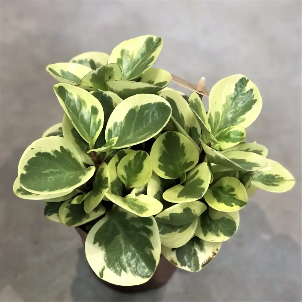 Tömbilehine peperoomia bicolor P12/20cm