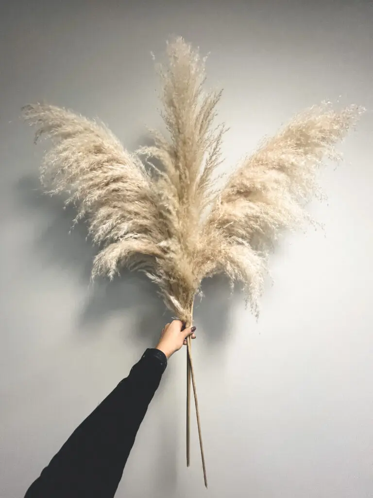 Kuivatatud Pamparohi 115cm 