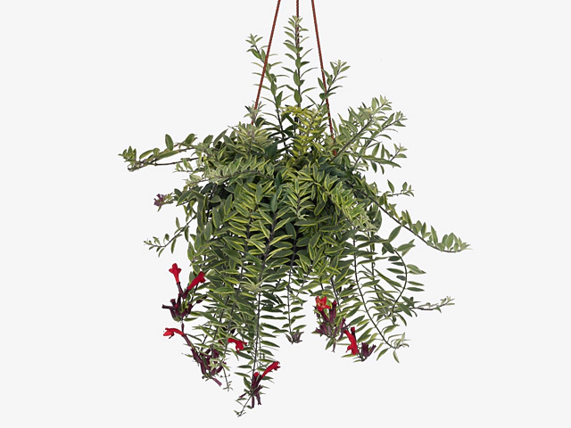 Musi-punahuul 'Bolero Bicolore' P17/30cm