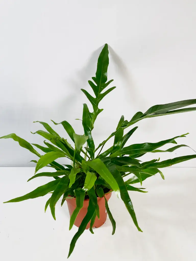India kroonimar "Jim" P12/30cm 