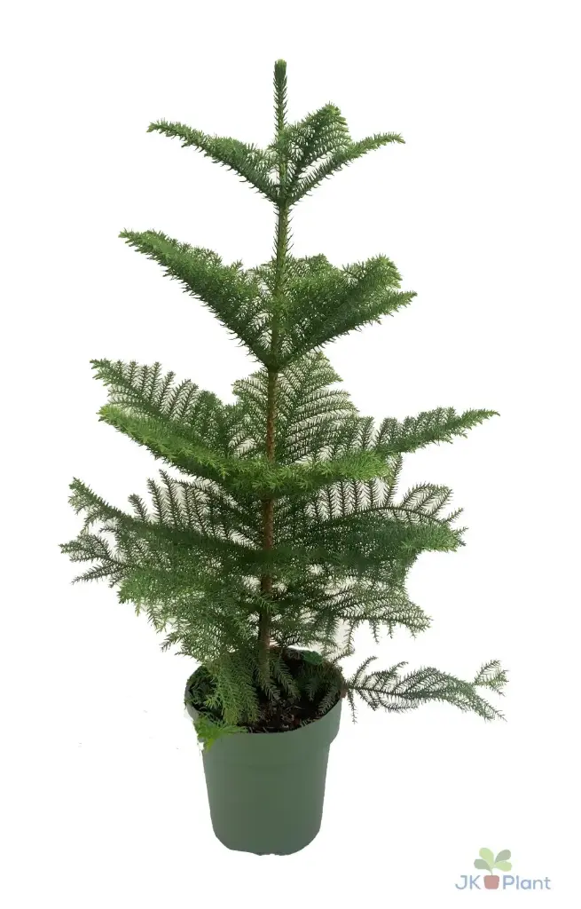 Kõrge araukaaria P21/80cm