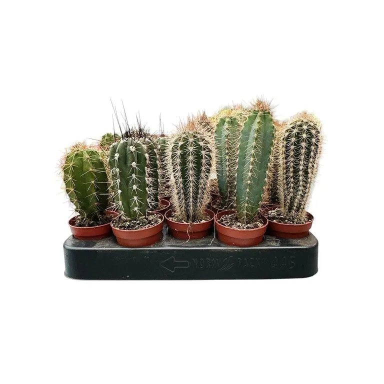 Kaktus CHR mütsiga P5,5/8cm