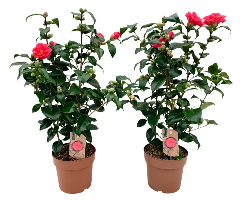 Võrkjas kameelia 'Mary Williams' P13/40cm