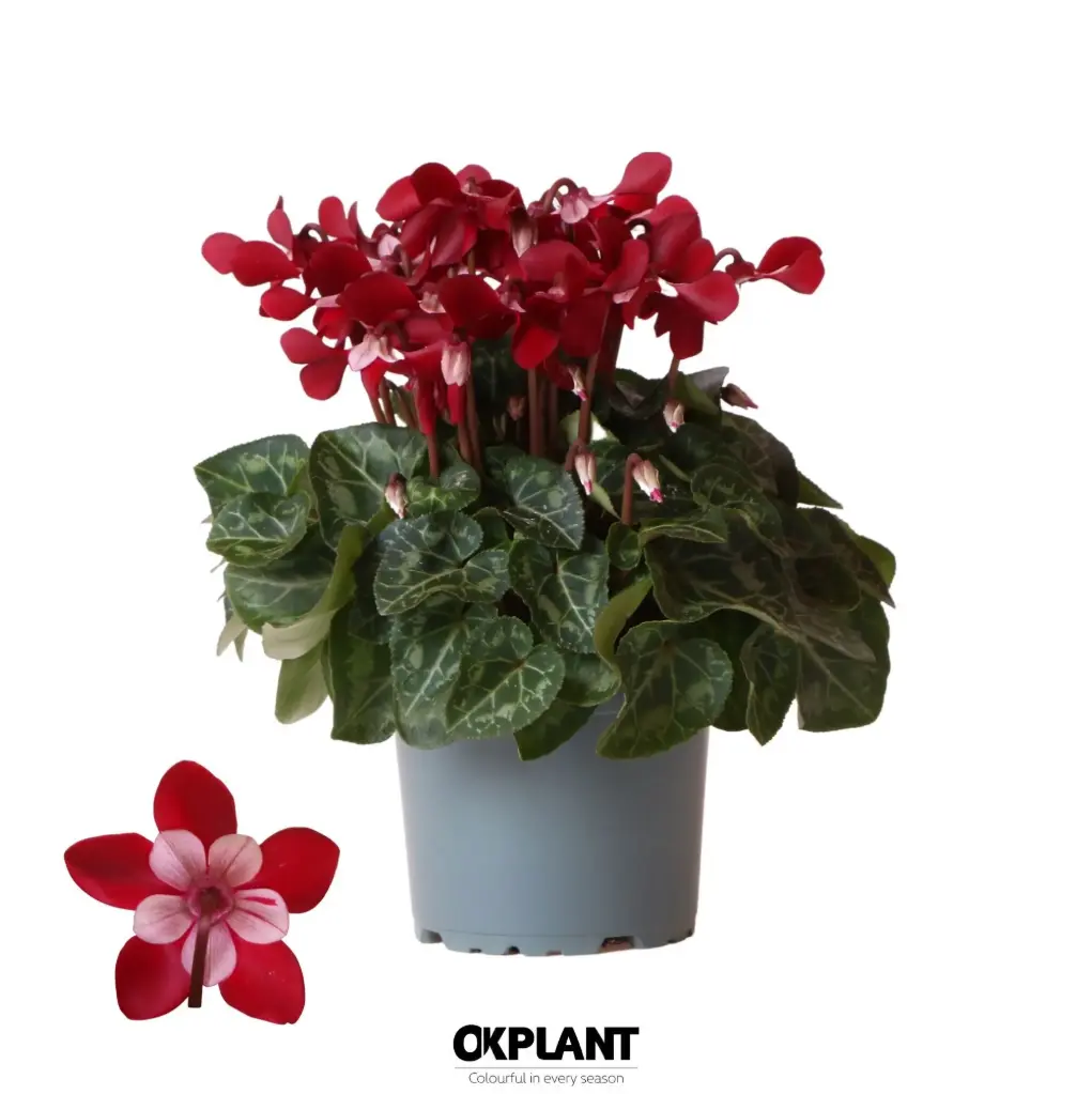 Alpikann 'Djix' P13 25cm