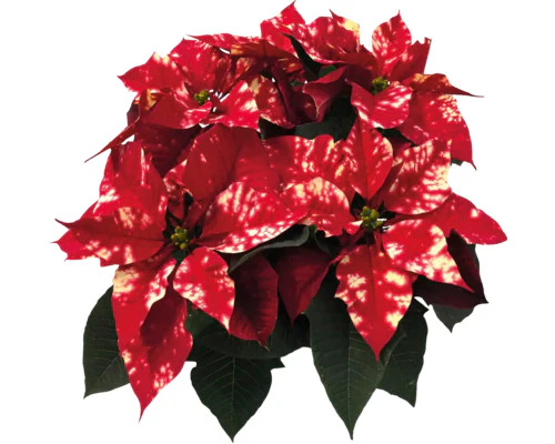 Jõulutäht haruline valik P13cm 30cm