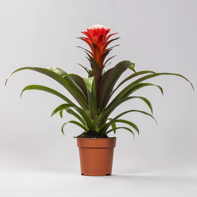 Gusmaania 'Hope' P12/40cm 