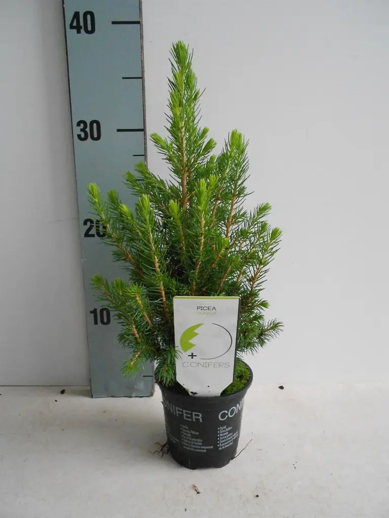 Kanada kuusk 'Conica' 9Ø 25cm 