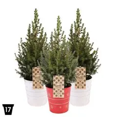 Kanada kuusk deko potis 17Ø 60cm