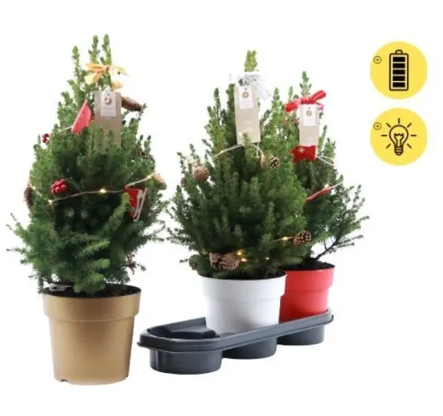 Kanada kuusk 'December' tuledega 19Ø 60cm