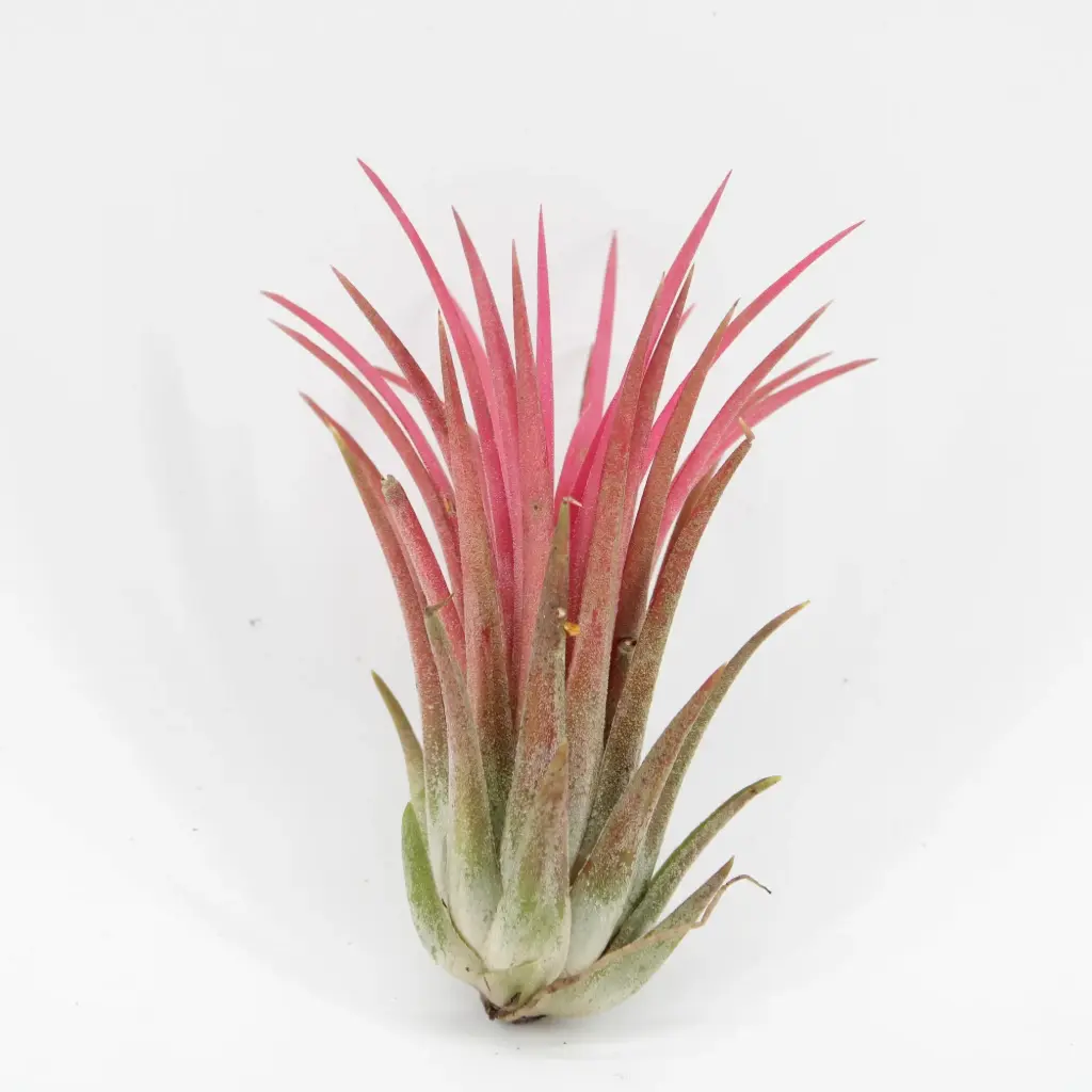 Kanniktillandsia 'Ionantha Red Large' 6/6